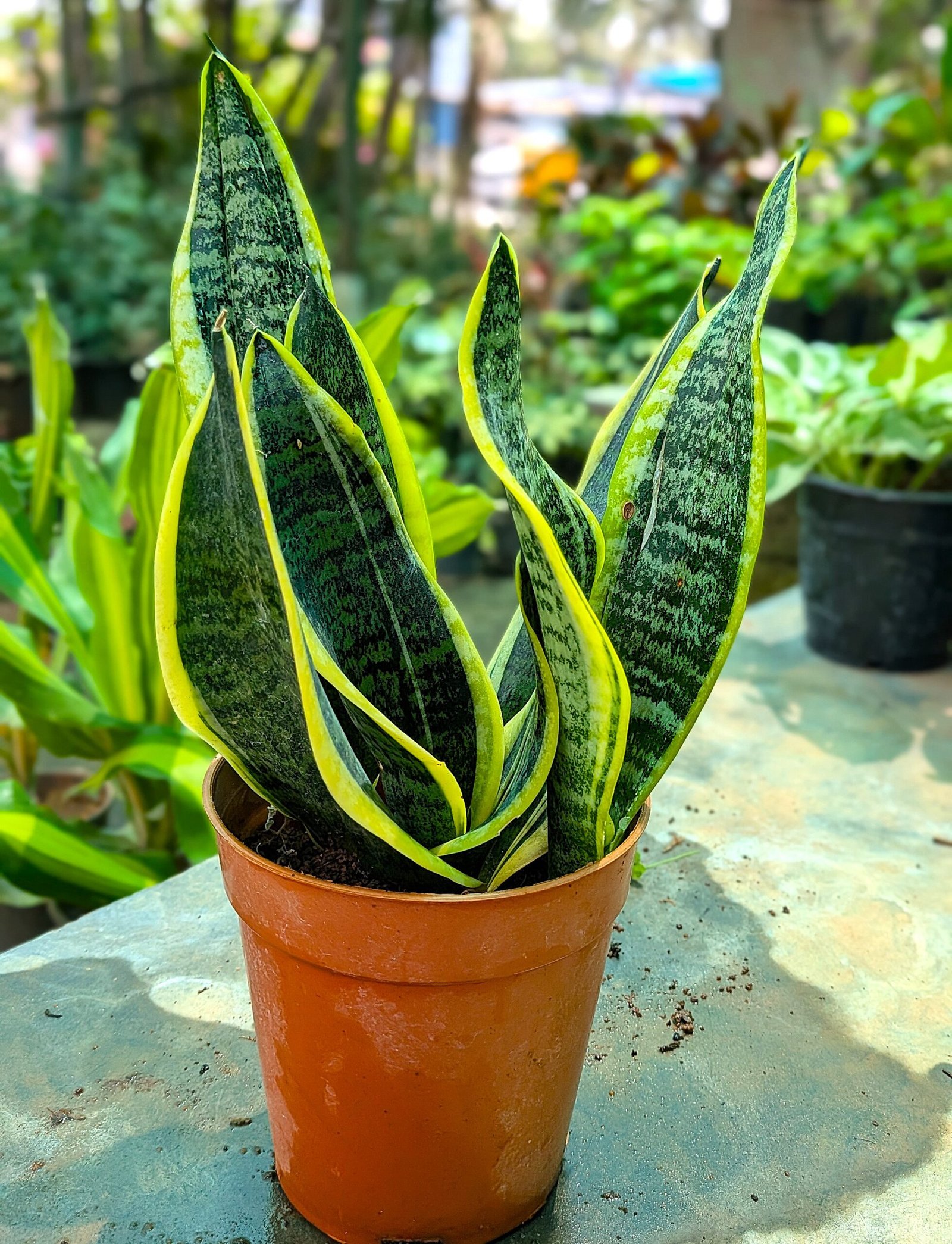 Snake Plant - Small - Image 2