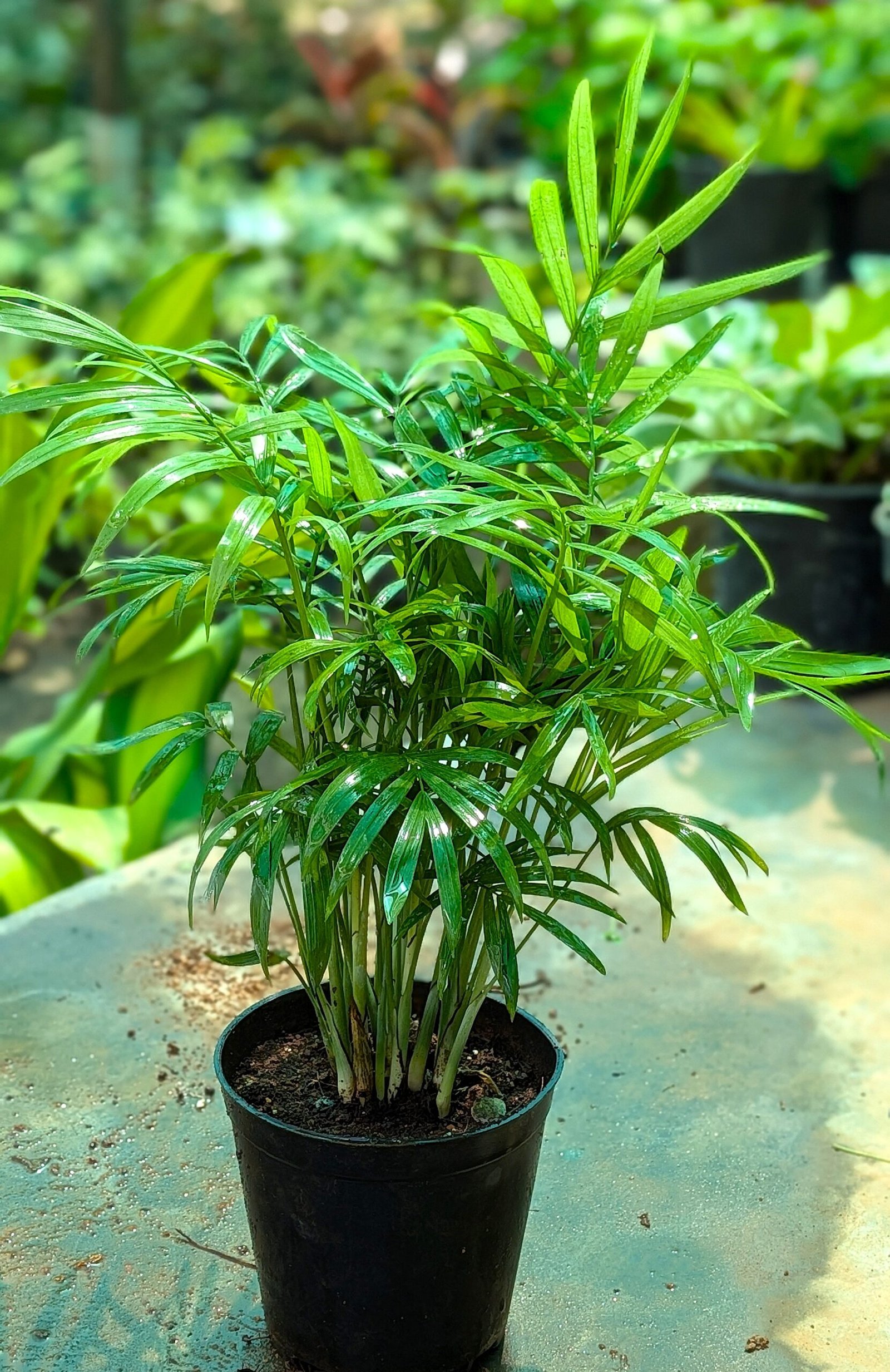 Table King Palm - Image 4