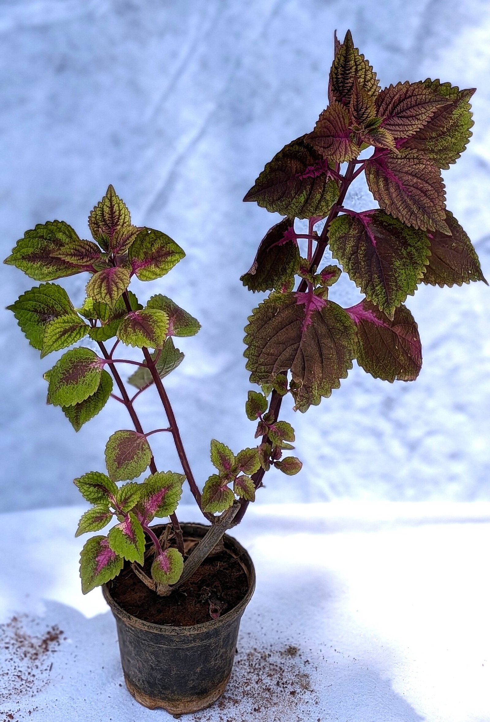 Coleus - Image 2