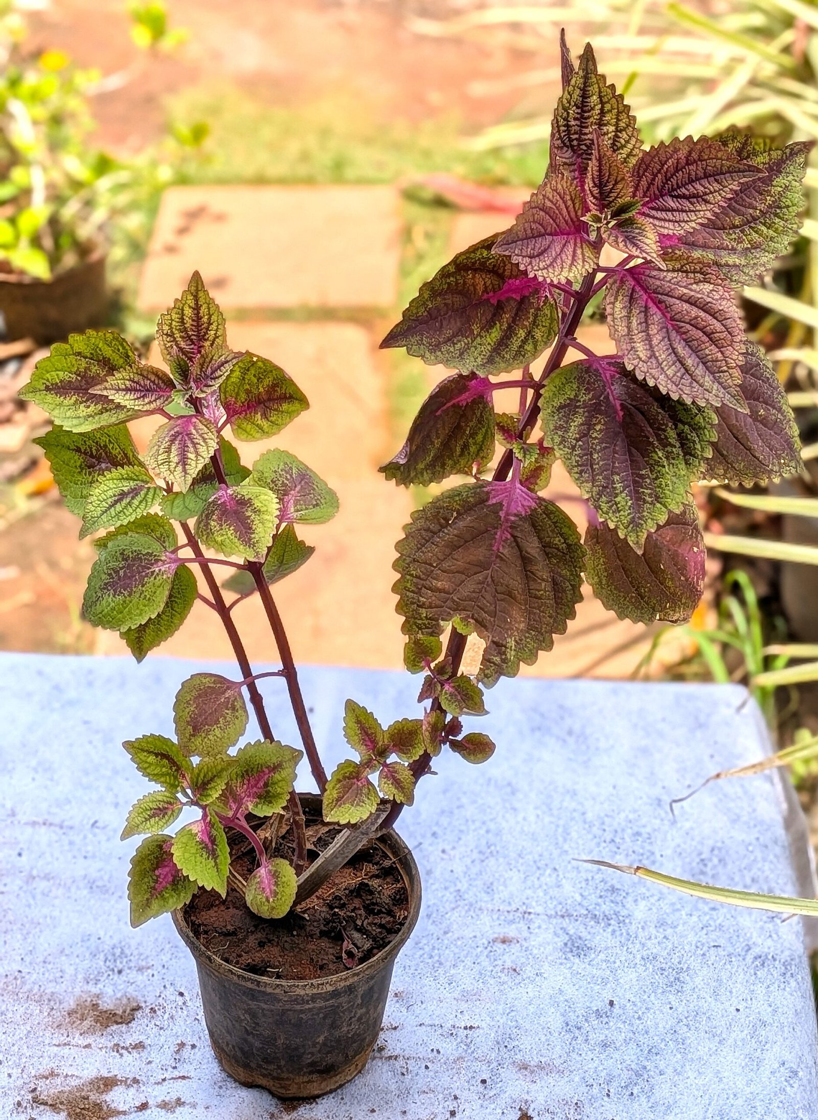 Coleus - Image 3