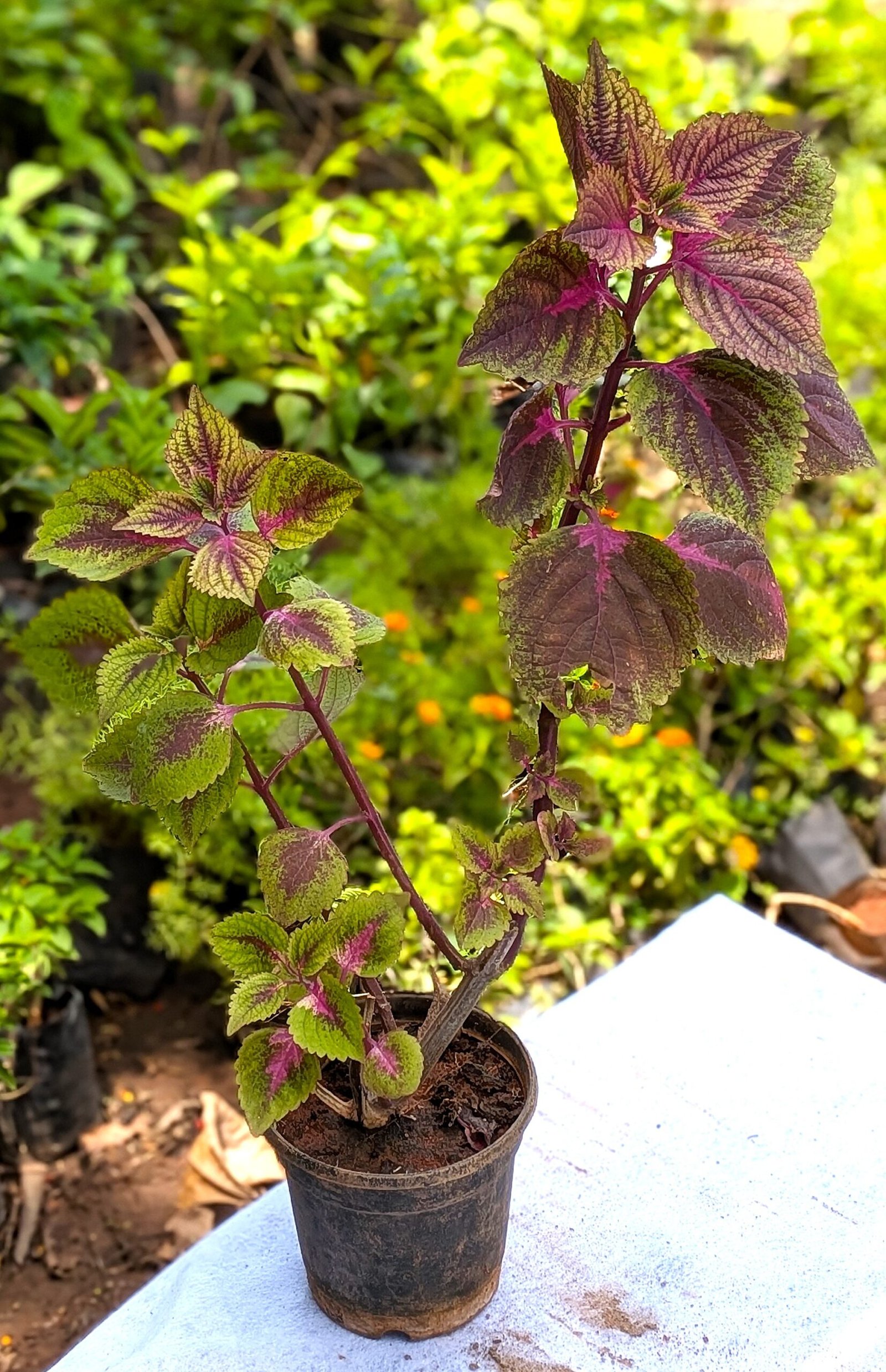 Coleus - Image 4