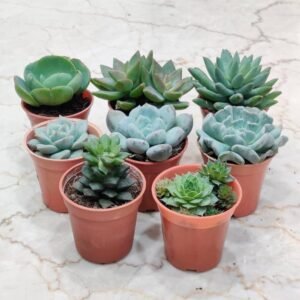Succulent plants