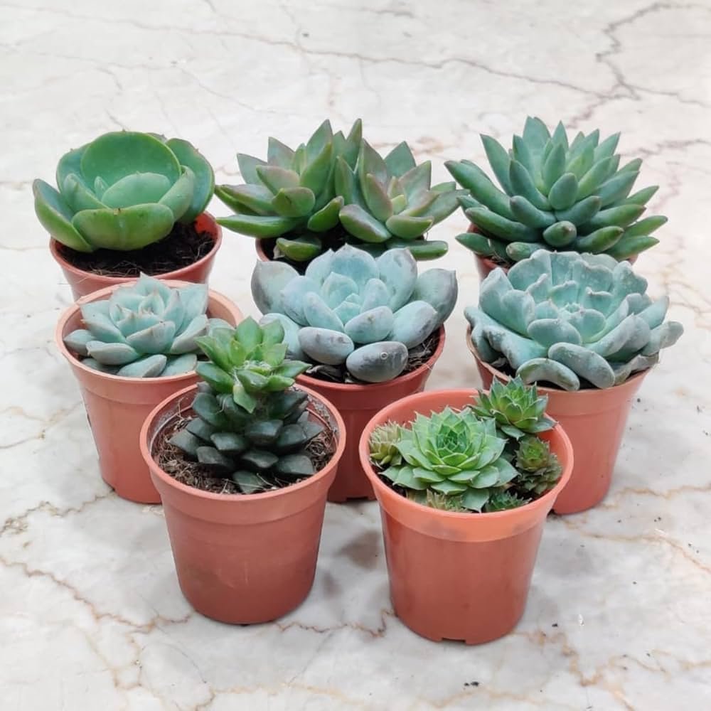 Succulent plants