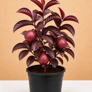Beetroot Quava