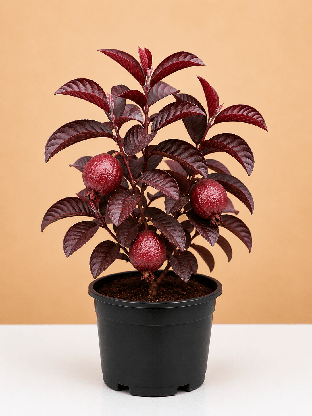 Beetroot Quava