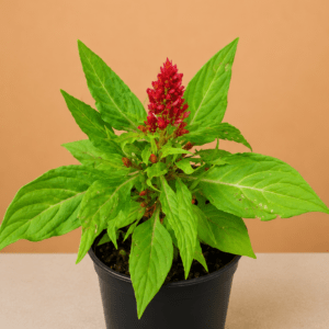 Celosia