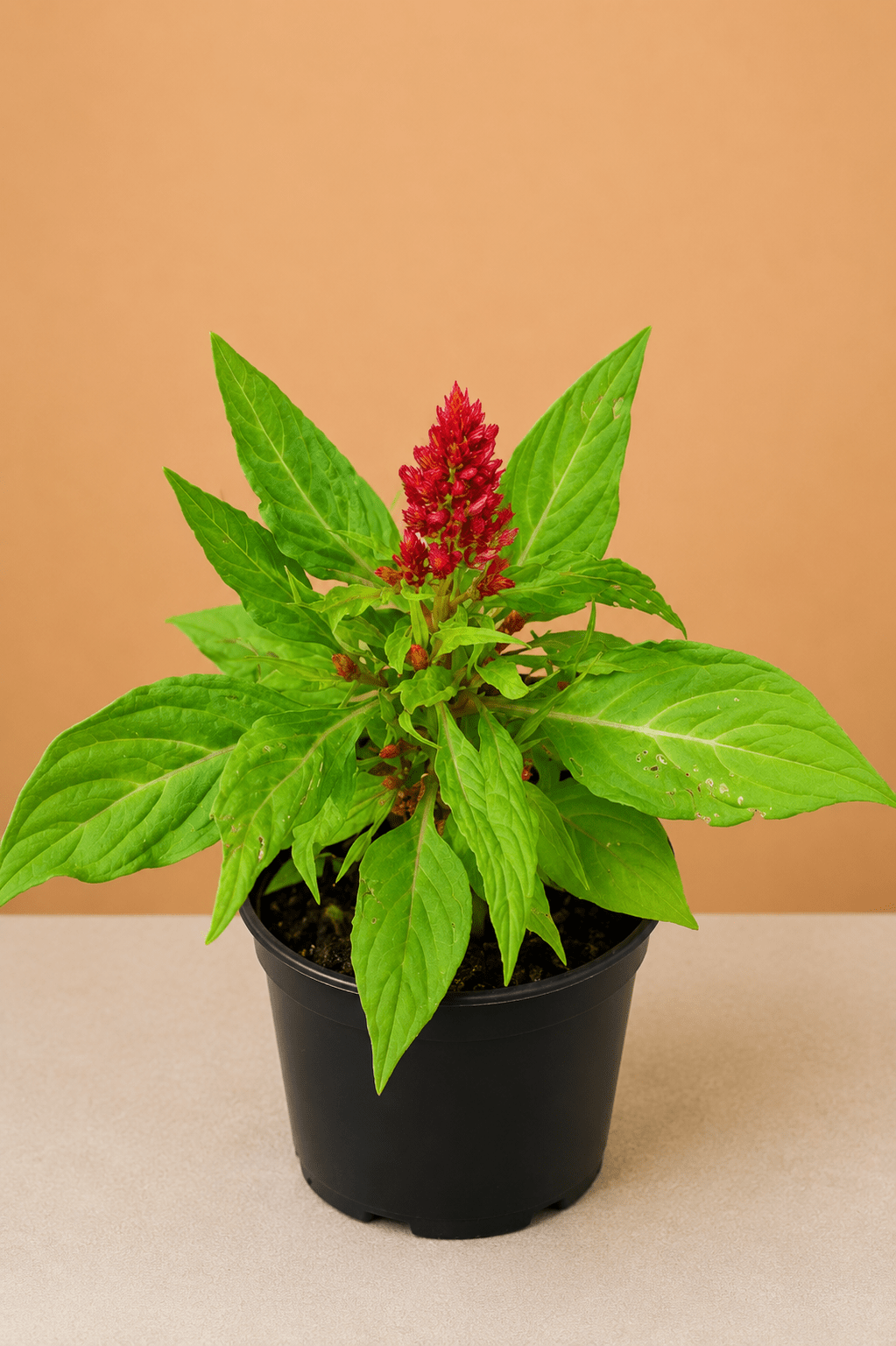 Celosia