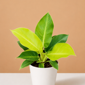 Philodendron Moonlight