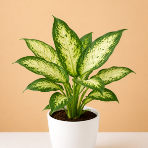 Dieffenbachia