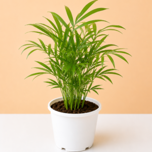Table King Palm