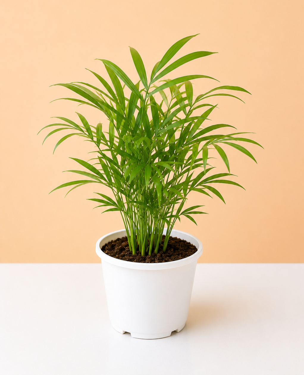Table King Palm