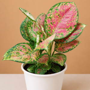 Aglaonema Red Valentine