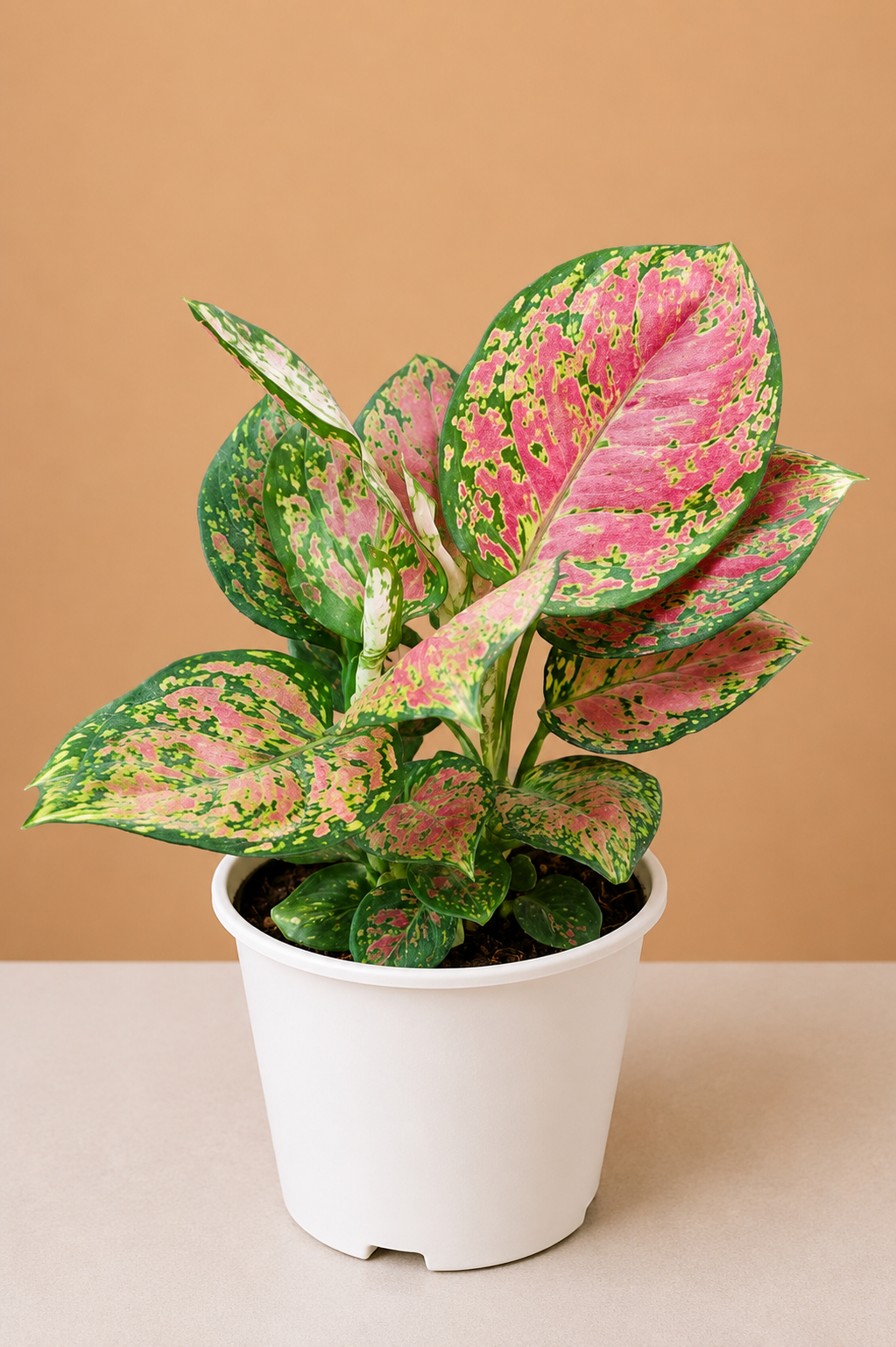 Aglaonema Red Valentine