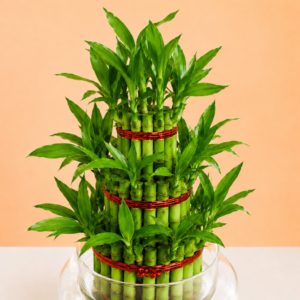 Lucky Bamboo - 3 Layer