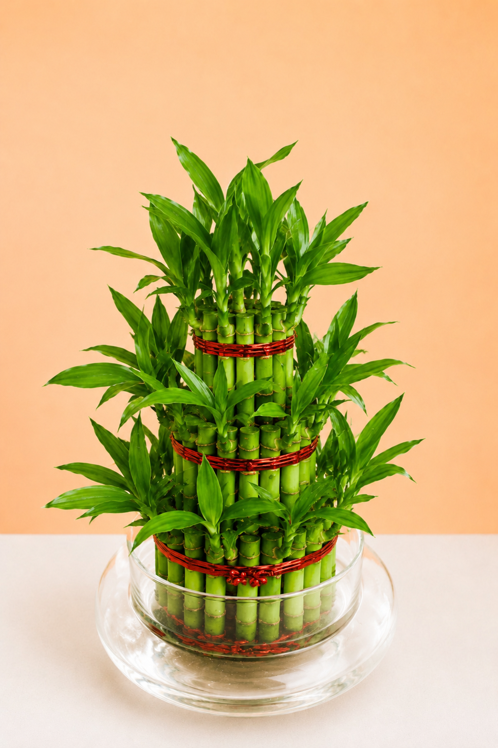 Lucky Bamboo - 3 Layer