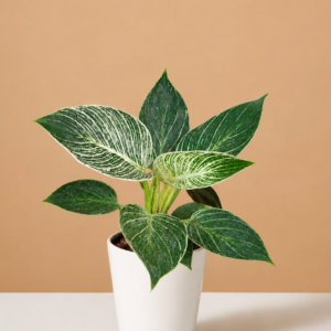 Philodendron Birkin
