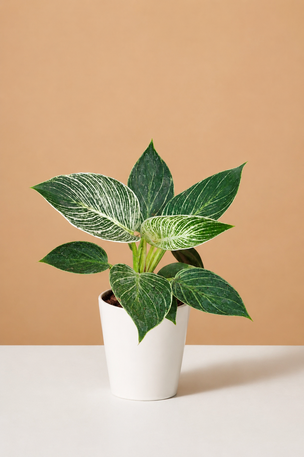 Philodendron Birkin