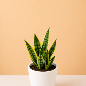 Snake Plant - Small