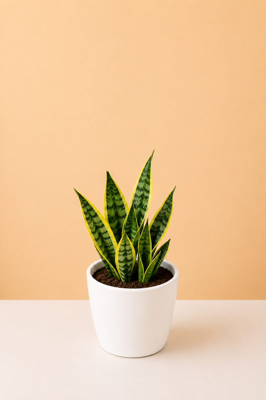 Snake Plant - Small