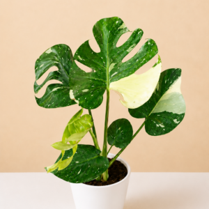 Monstera Thai Constellation