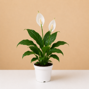 Peace Lilly