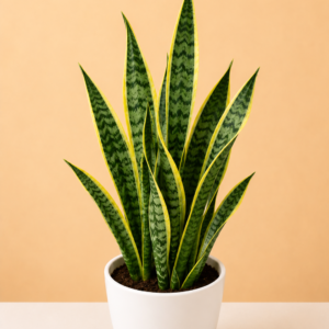 Snake Plant