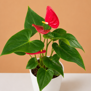 Anthurium andraeanum