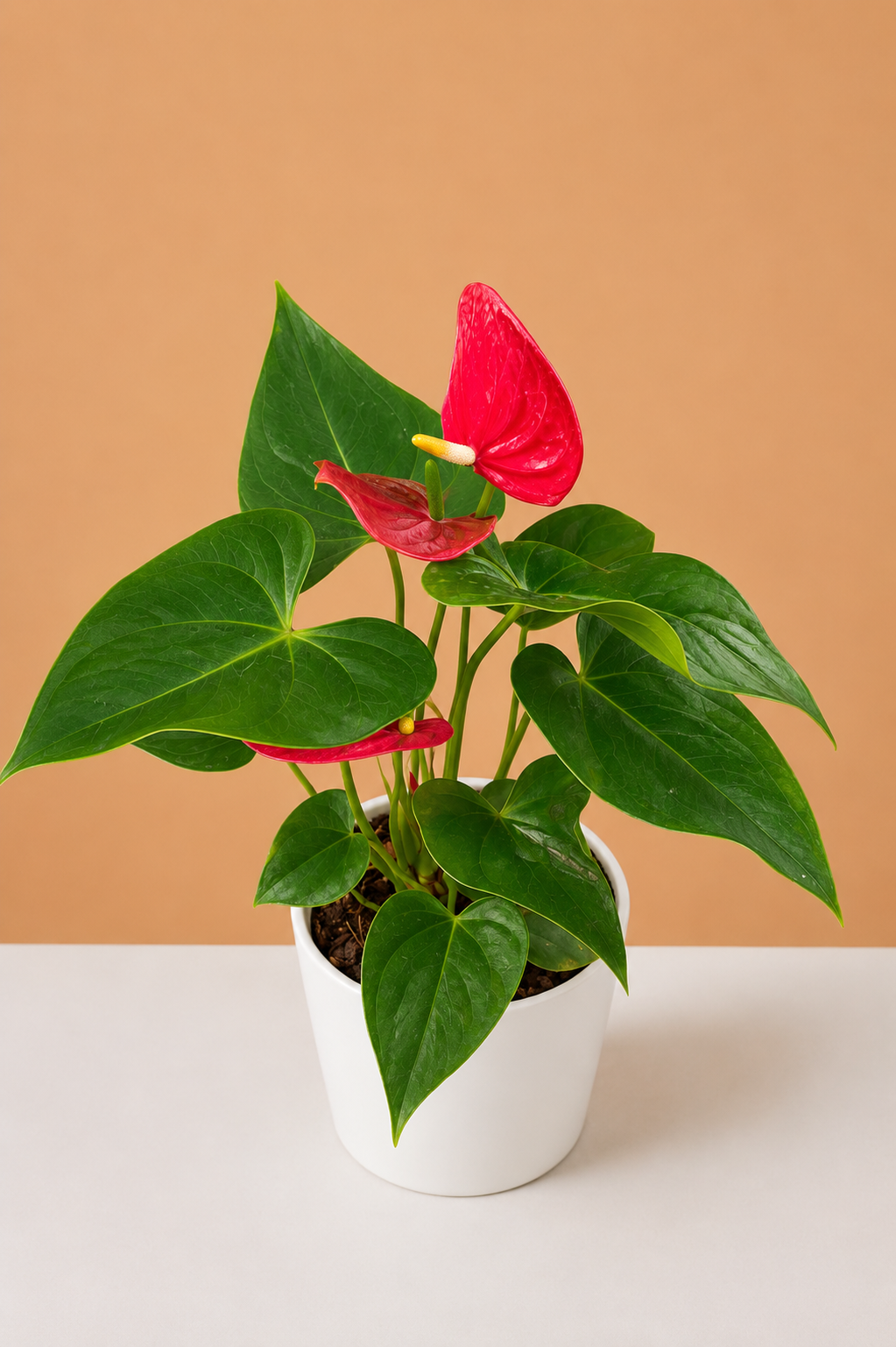 Anthurium andraeanum