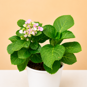 Hydrangea