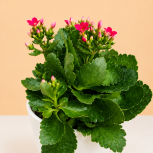 Kalanchoe