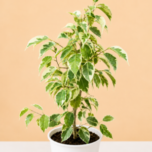 Ficus Starlight