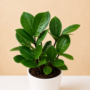 ZZ Plant