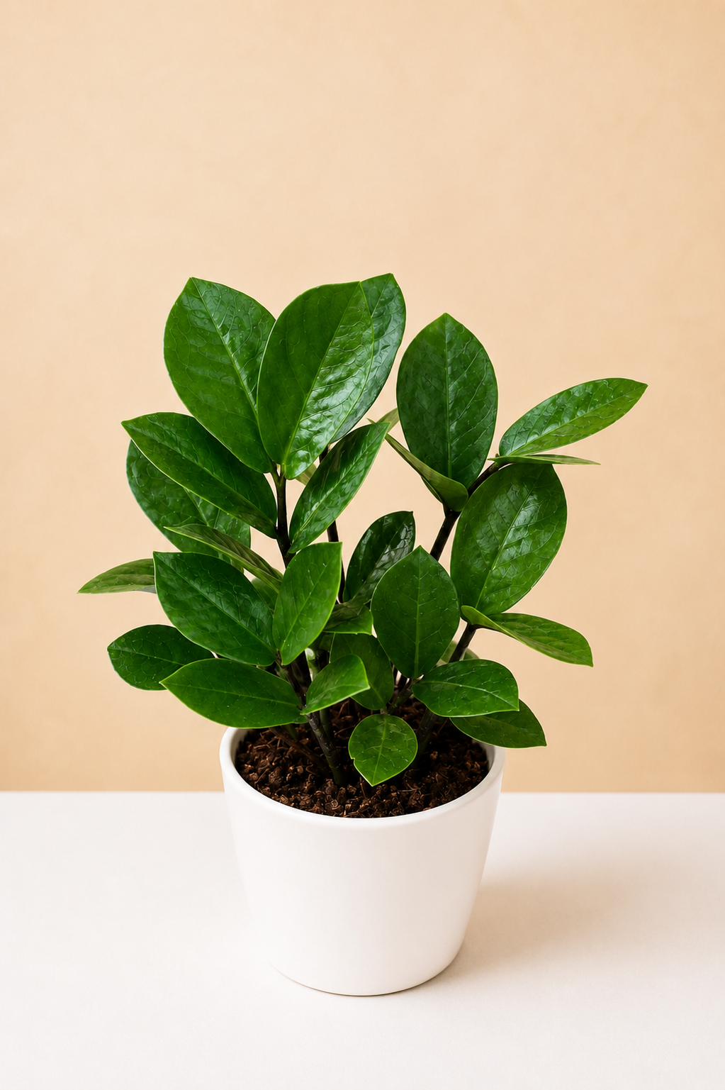 ZZ Plant