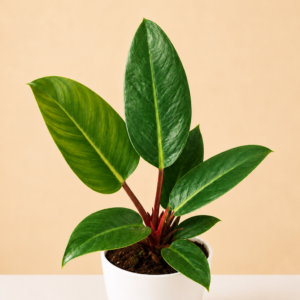 Philodendron Black Cardinal