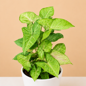 Syngonium