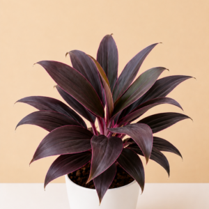 Dracaena