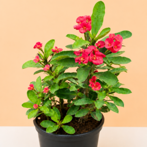 Euphorbia milii