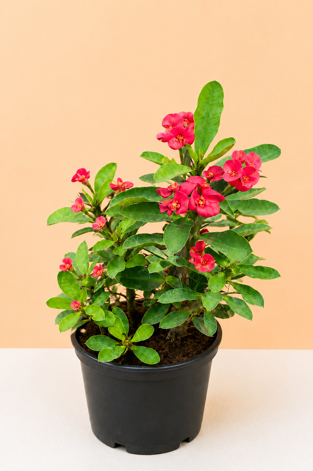 Euphorbia milii