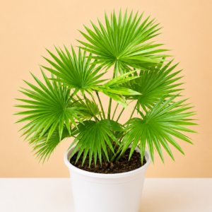 Umbrella Table Palm