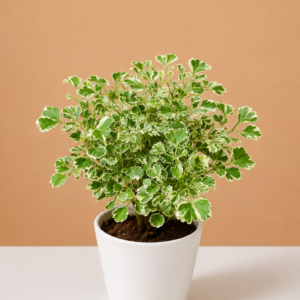 Variegated Aralia White