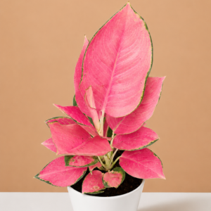 Aglaonema Pink Beauty