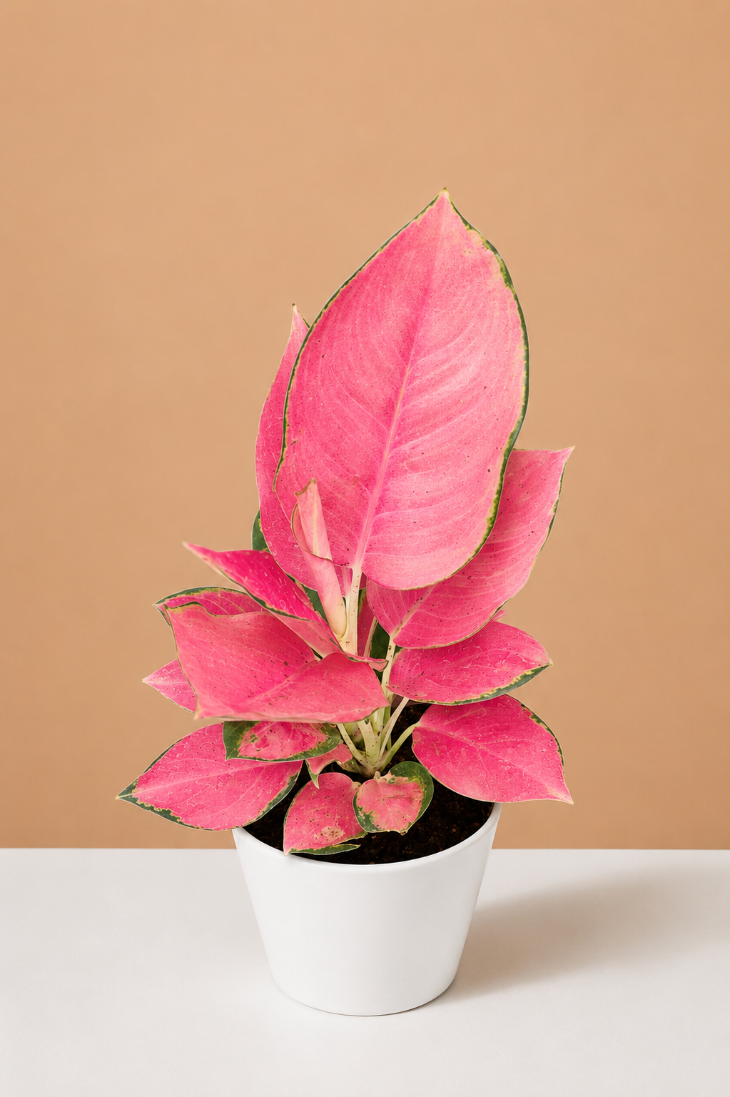 Aglaonema Pink Beauty