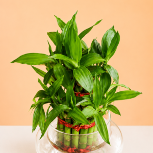 Lucky Bamboo - 2 Layer
