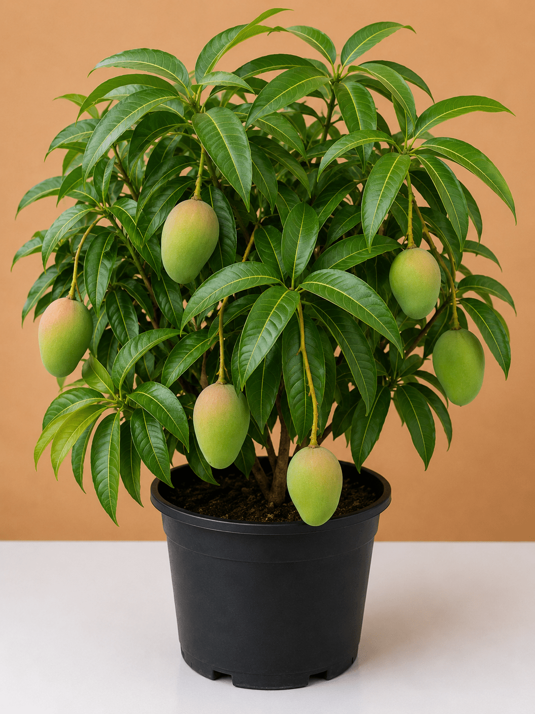 Mango