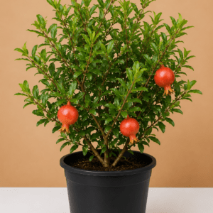 Pomegranate