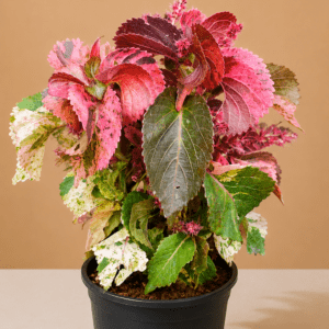 Acalypha Tricolor