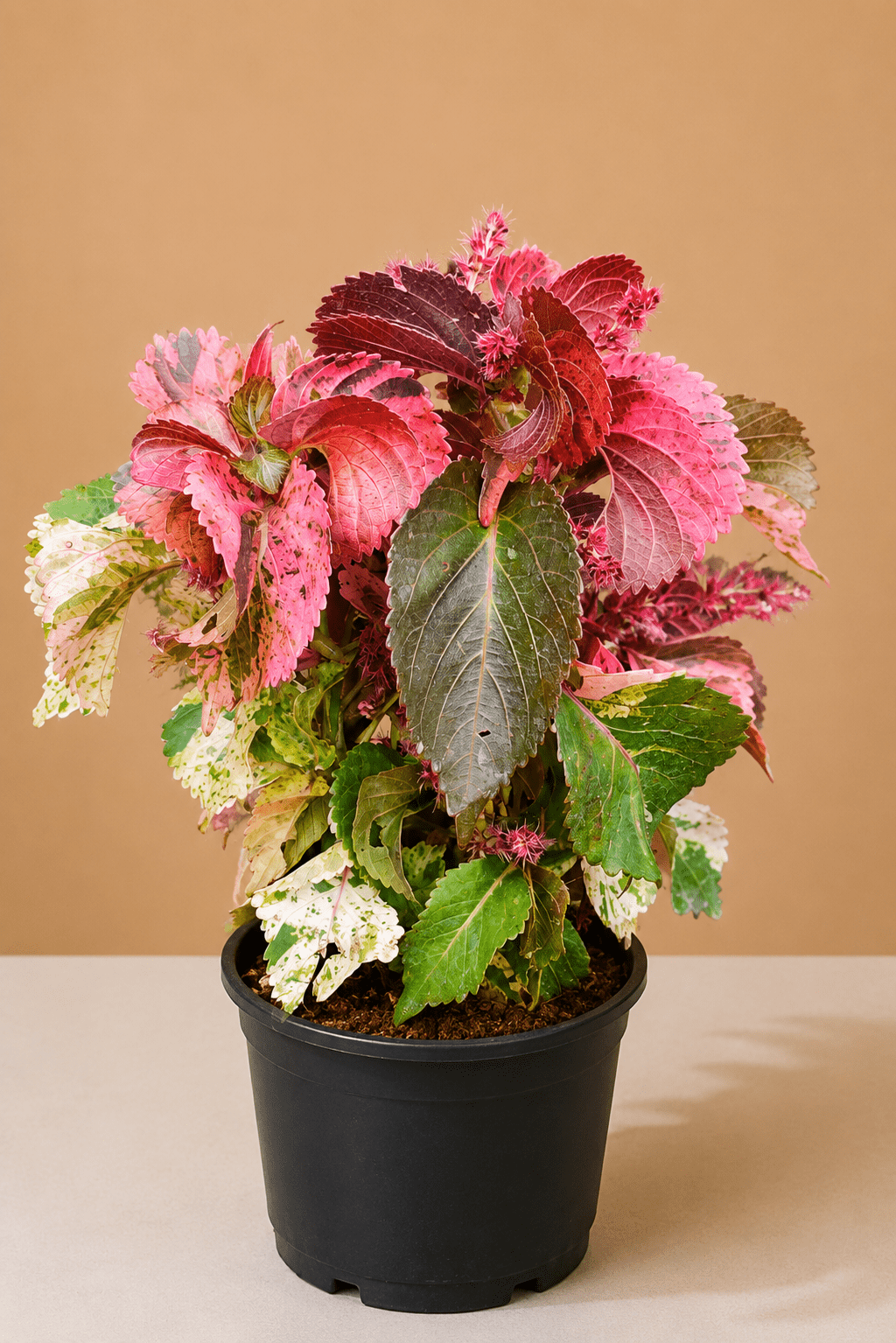 Acalypha Tricolor